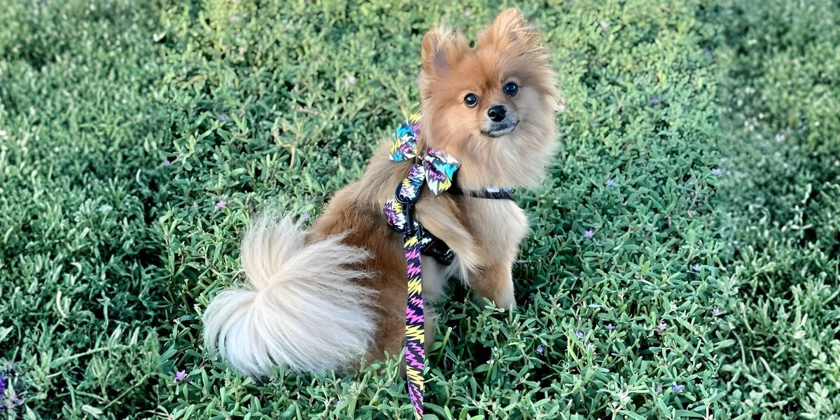 How Small Changes Improve Your Pet’s Daily Comfort