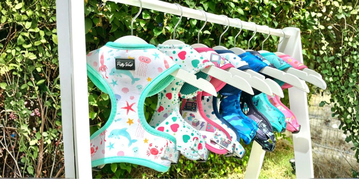 Common Pet Accessory Mistakes Pet Parents Make