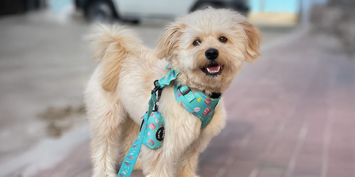 Is a Wagging Tail Always a Sign of Happiness?