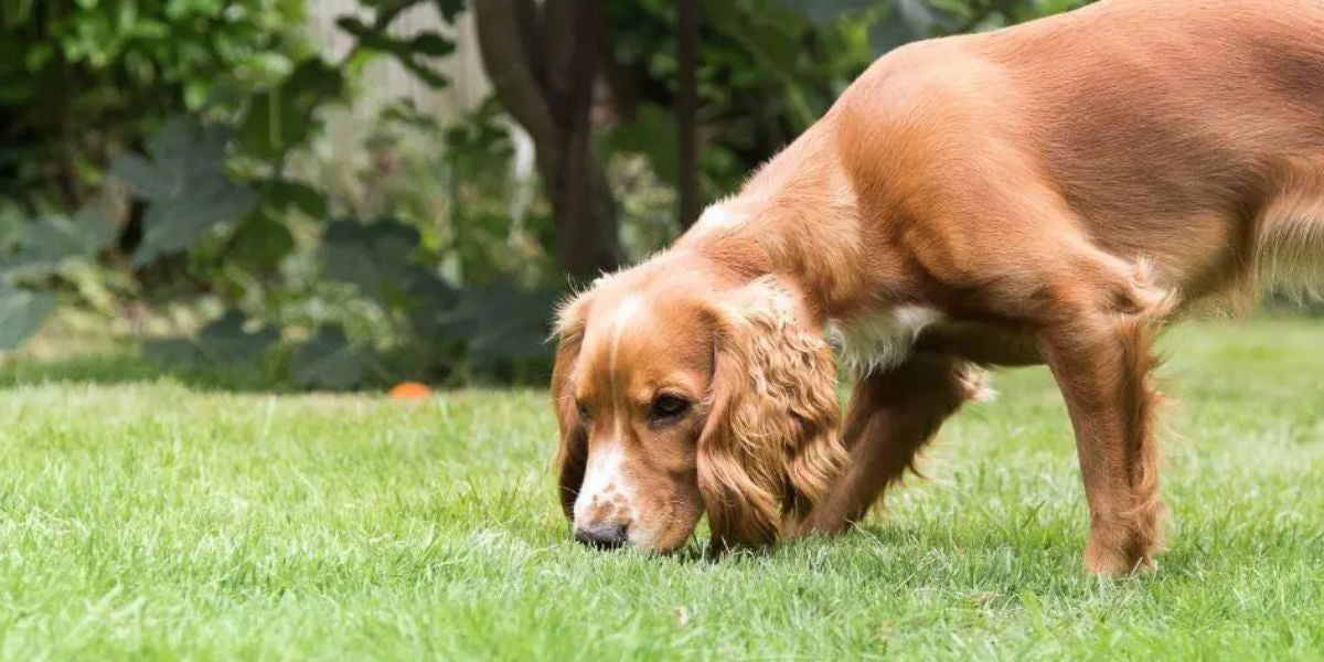 Why Sniff Walks Are One of the Best Forms of Exercise for Dogs