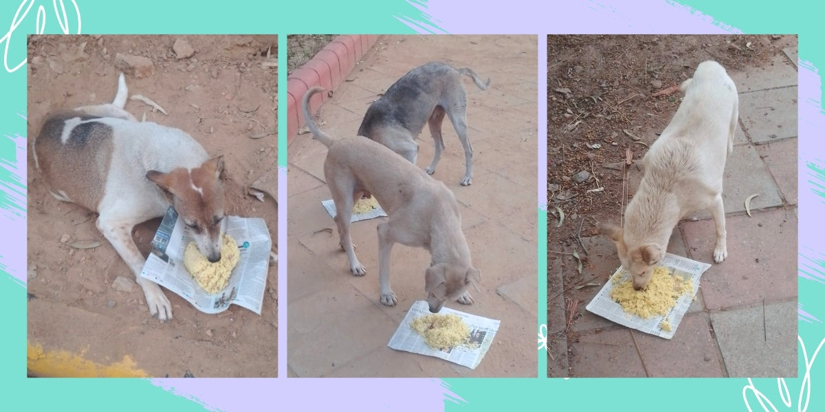 Feeding Street Dogs