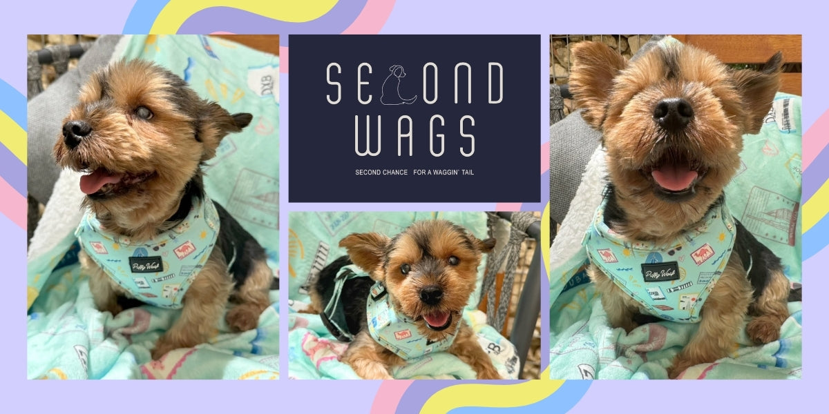Our Work With Second Wags
