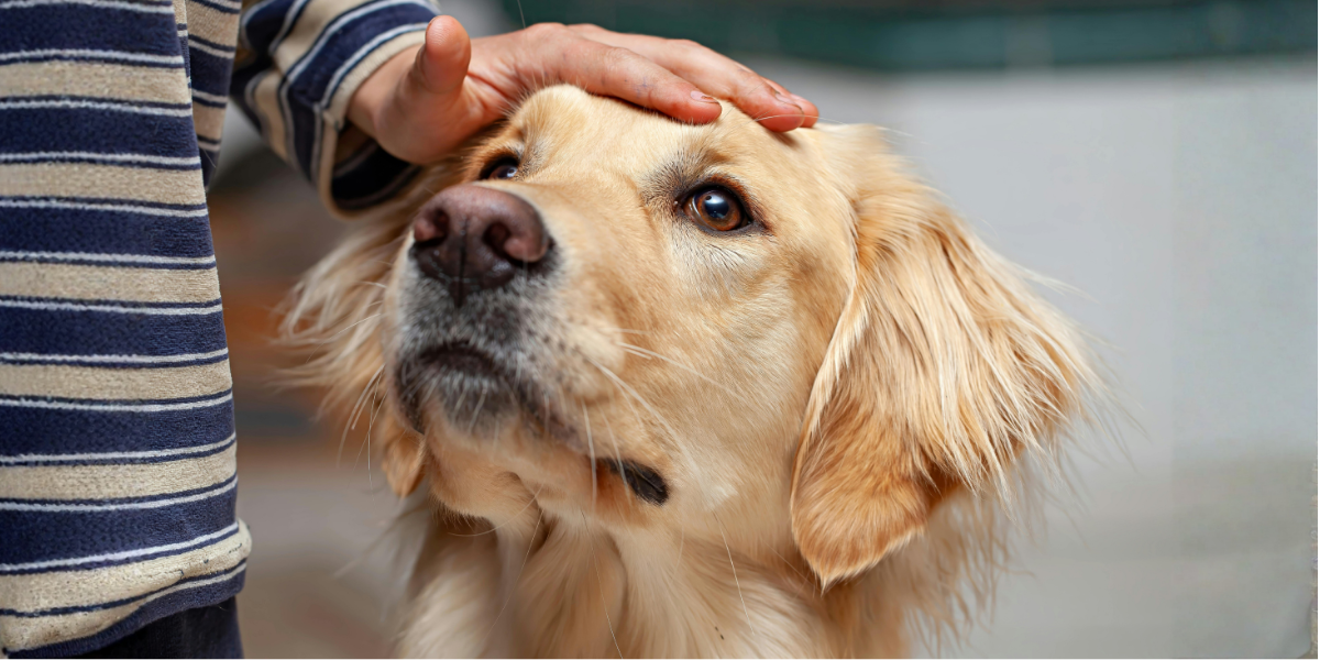 Signs Your Pet Is Too Hot (And What to Do)