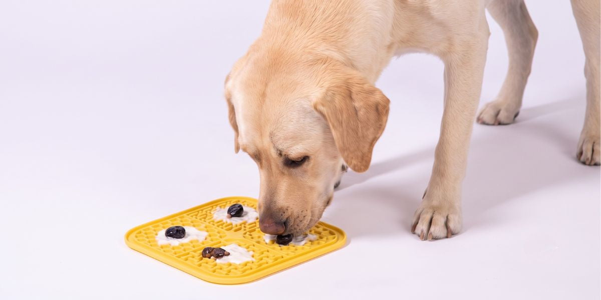 The Benefits of Slow Feeding and Why Your Dog Might Need It