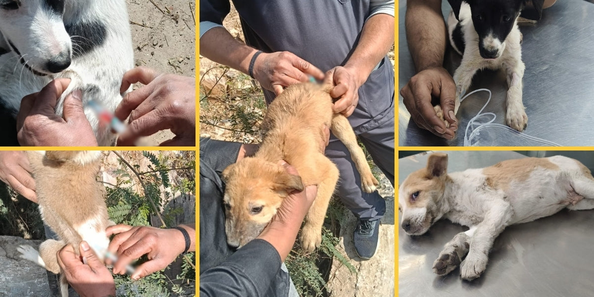 Spay, Neutering and Vaccination Support