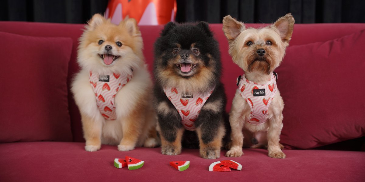 Super Cute Ways to Celebrate Your Dog’s Birthday