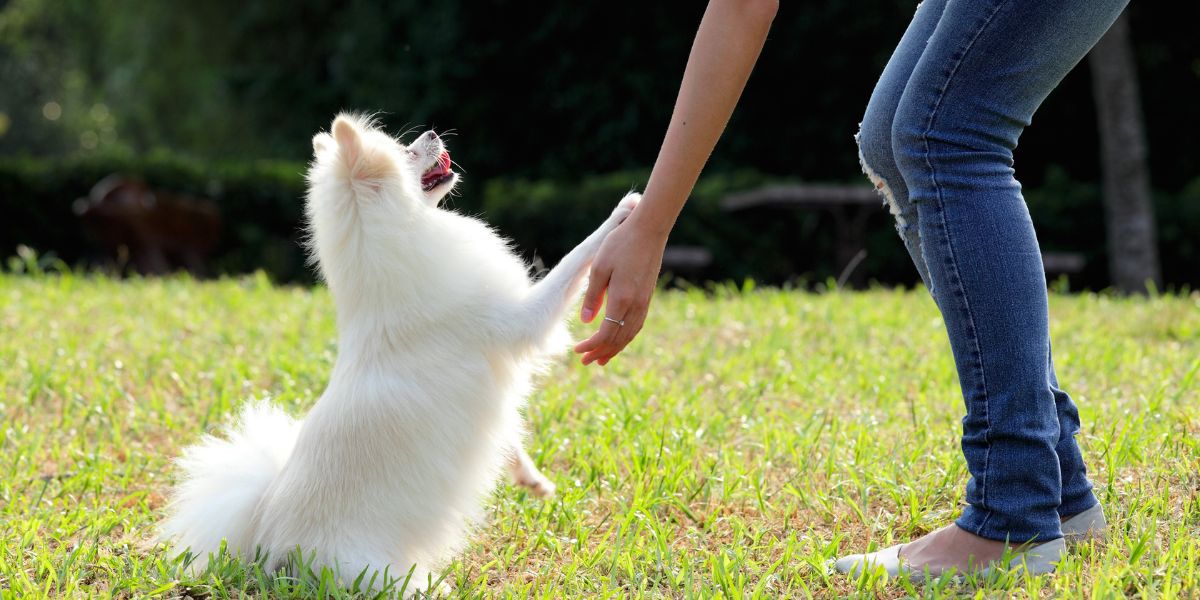 Mental Stimulation for Dogs: 12 Easy Ideas That Don't Require Expensive Toys
