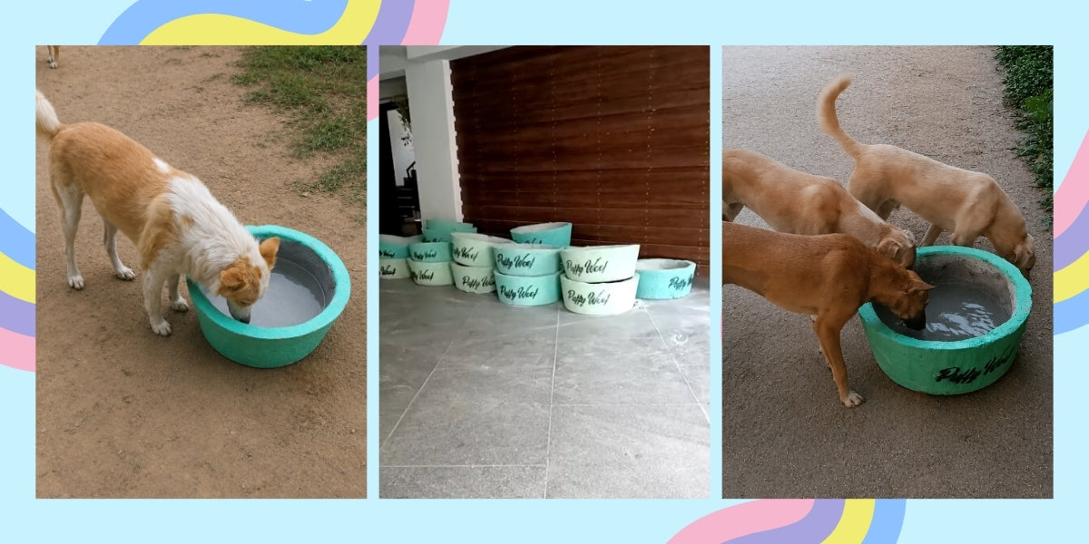 Water Bowls Around Delhi NCR
