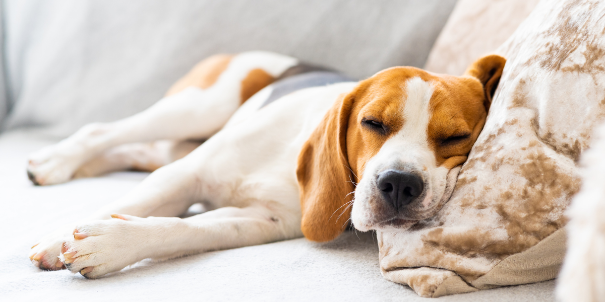 What Your Dog’s Sleeping Position Says About Them