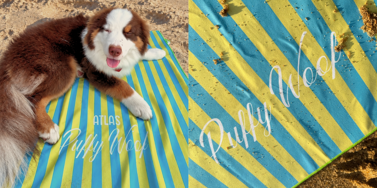 Why Microfiber Towels Are Better for Wet and Sandy Dogs
