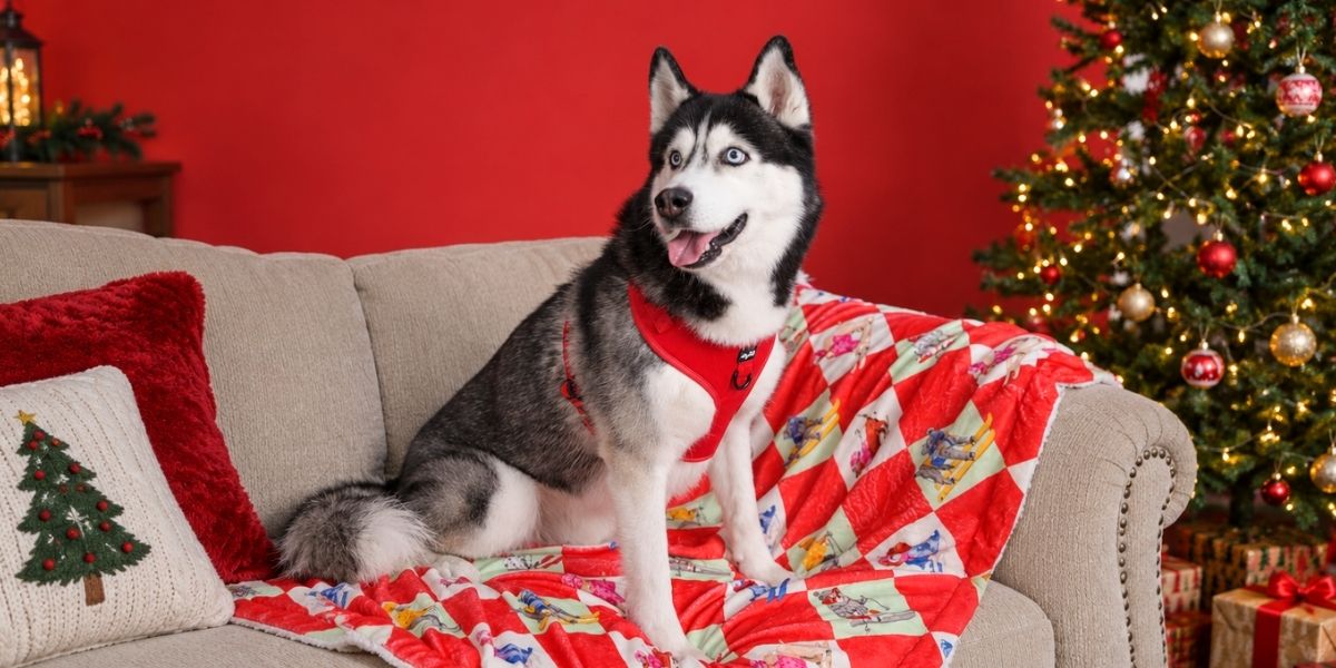 Red Velvet collection by Puffy Woof