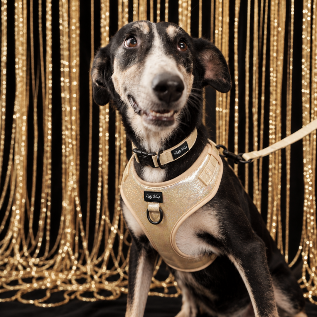 Golden Shadow Harness