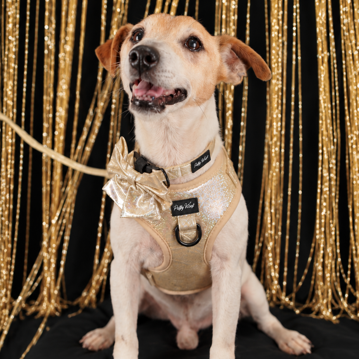 Golden Shadow Collar & Bow Set