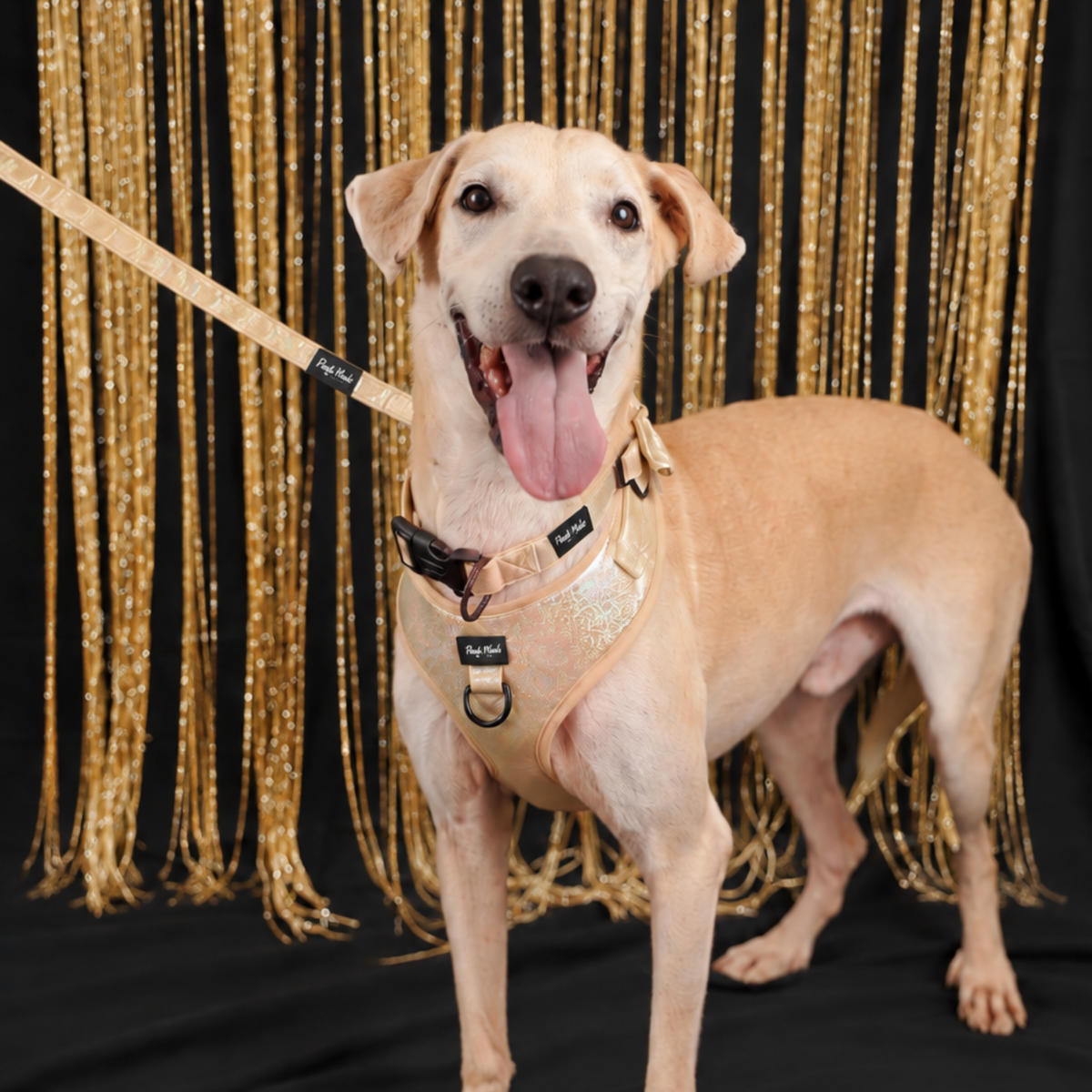 Golden Shadow Harness Walk Set
