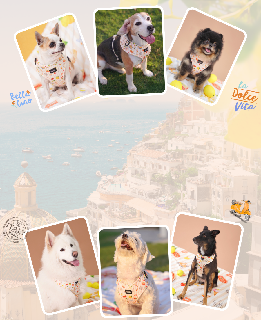 Pablo in Italy dog harness by Puffy Woof for small and large dogs