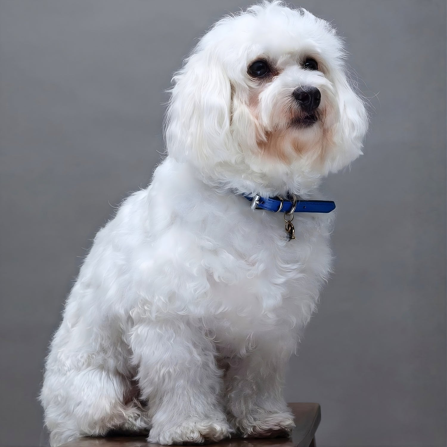 Leather Pet Collar – Royal Blue