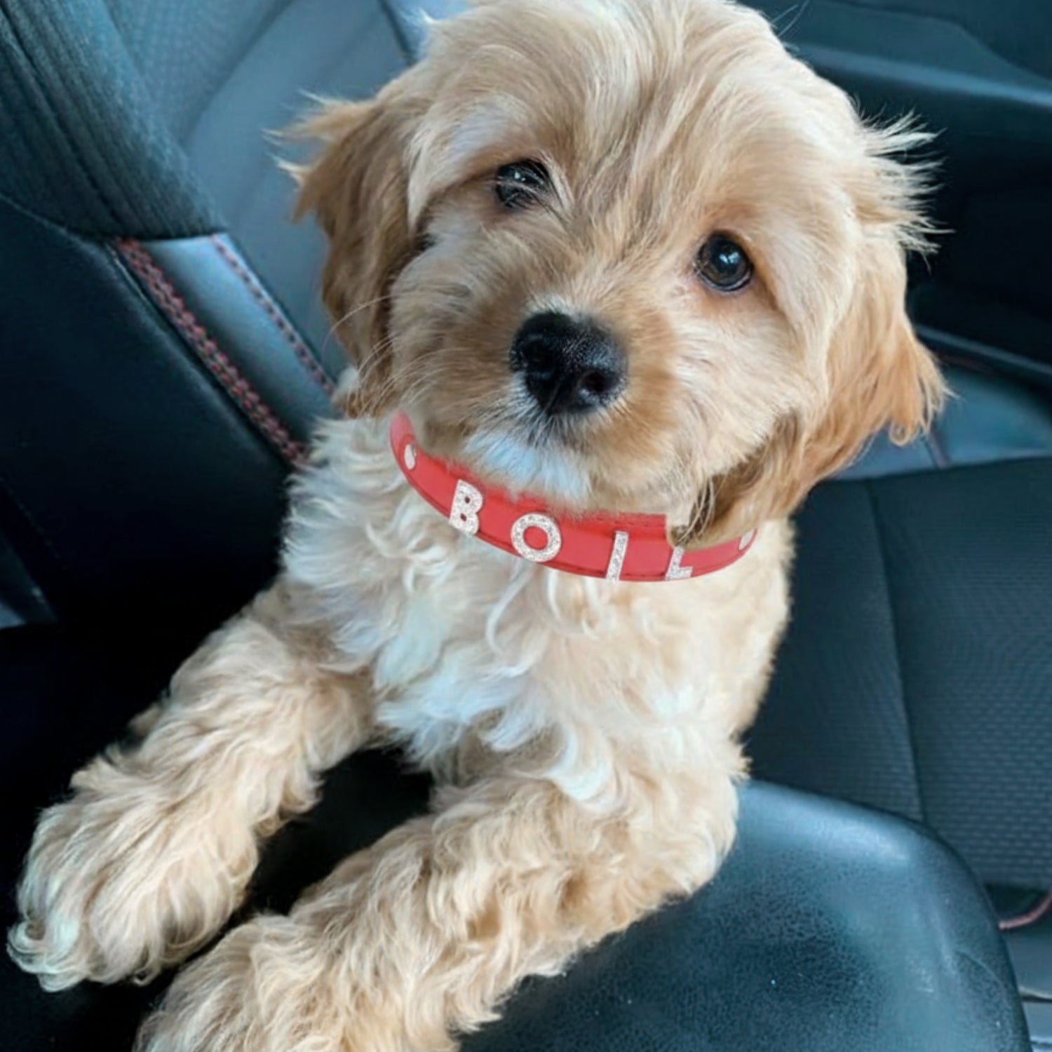 Bling Bling Personalized Dog & Cat Collar – Red