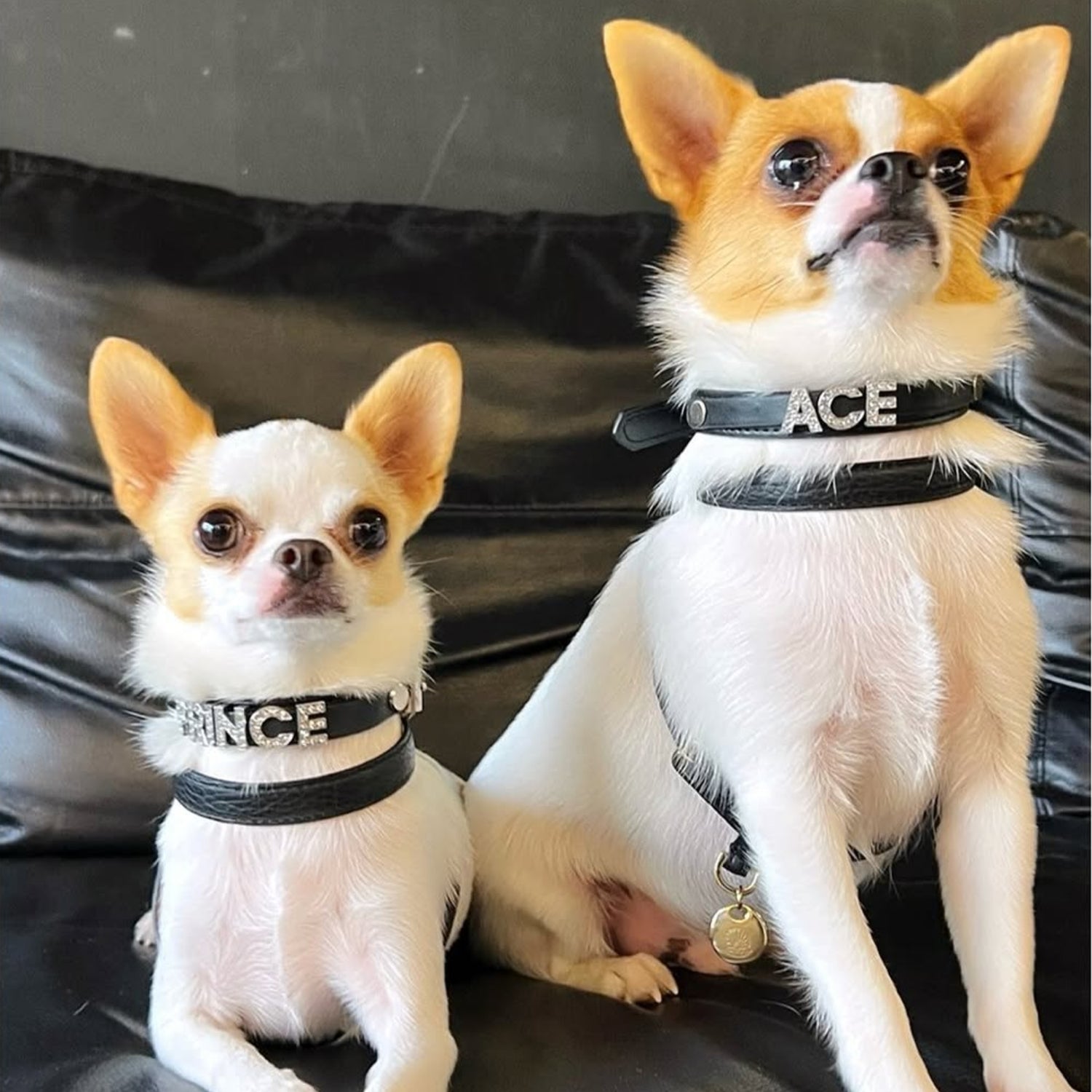 Bling Bling Personalized Dog & Cat Collar – Black