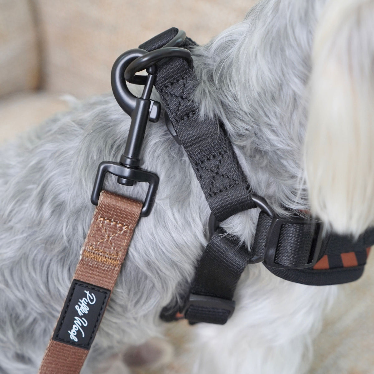 Close-up of the brown leash clasp and black hardware