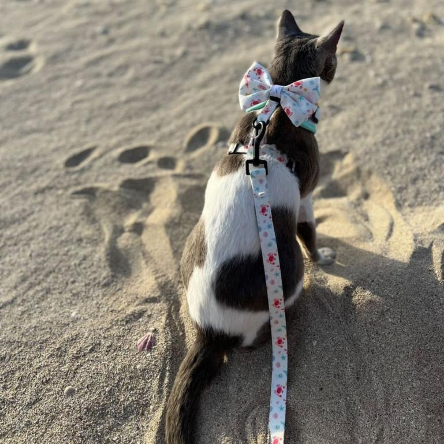 Frisky & The Sea Leash