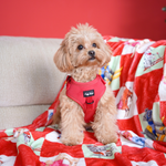 Red Velvet collar and matching accessories from the Puffy Woof Christmas collection