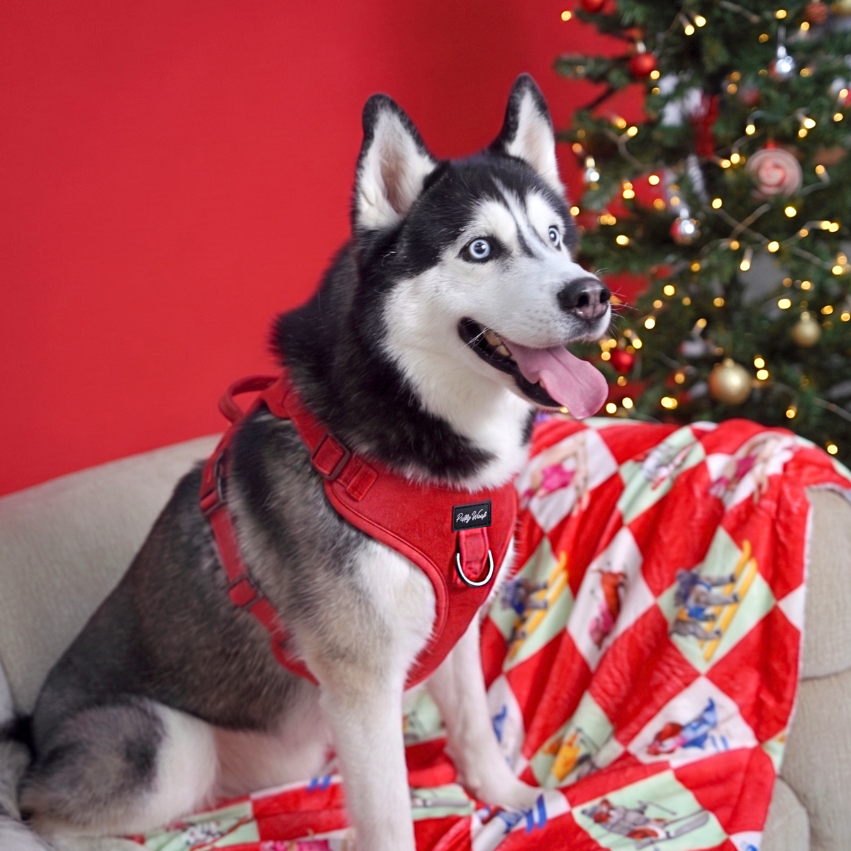 Red Velvet leash and harness styled for a festive walk