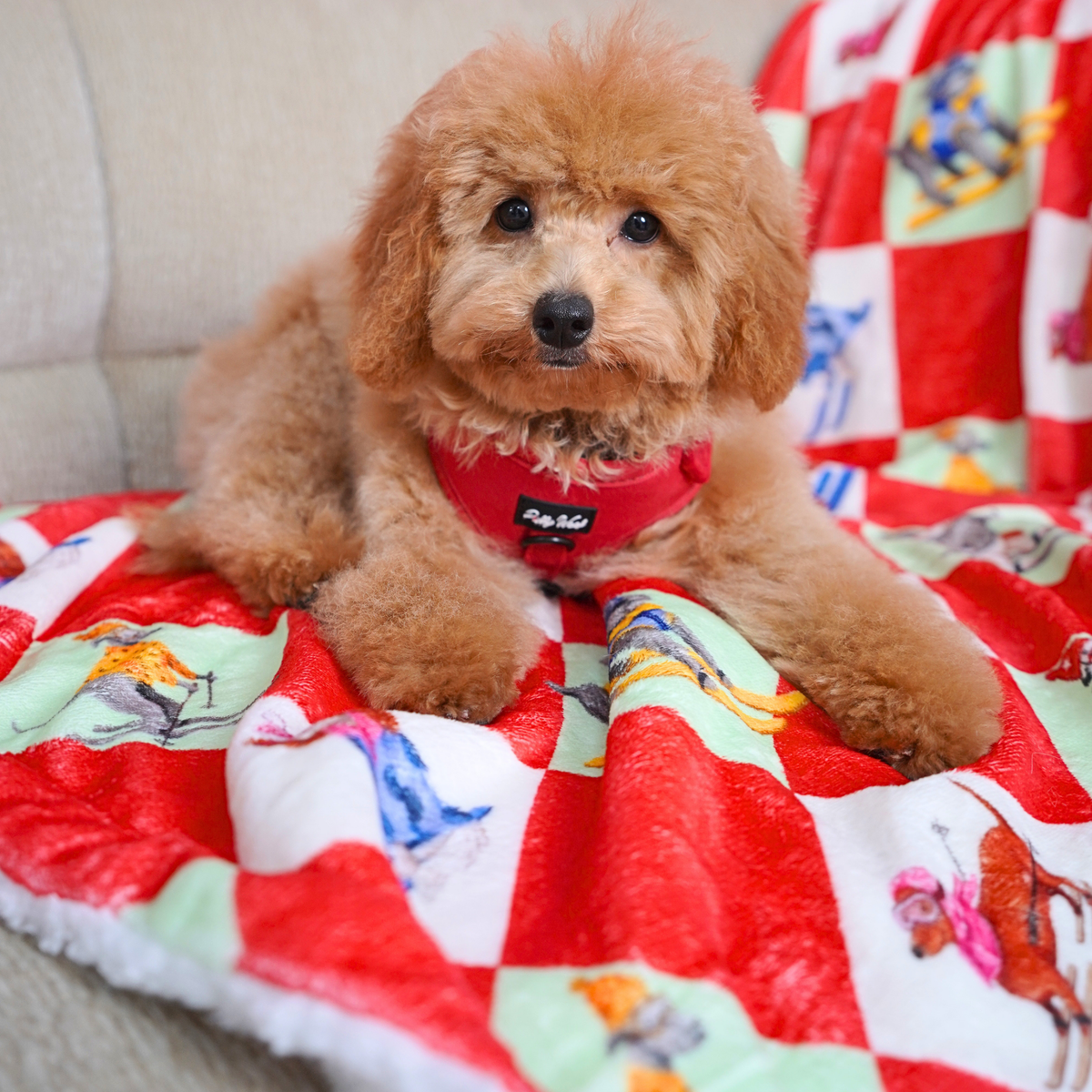 Zoomies on the Slopes blanket styled with the Red Velvet Christmas collection