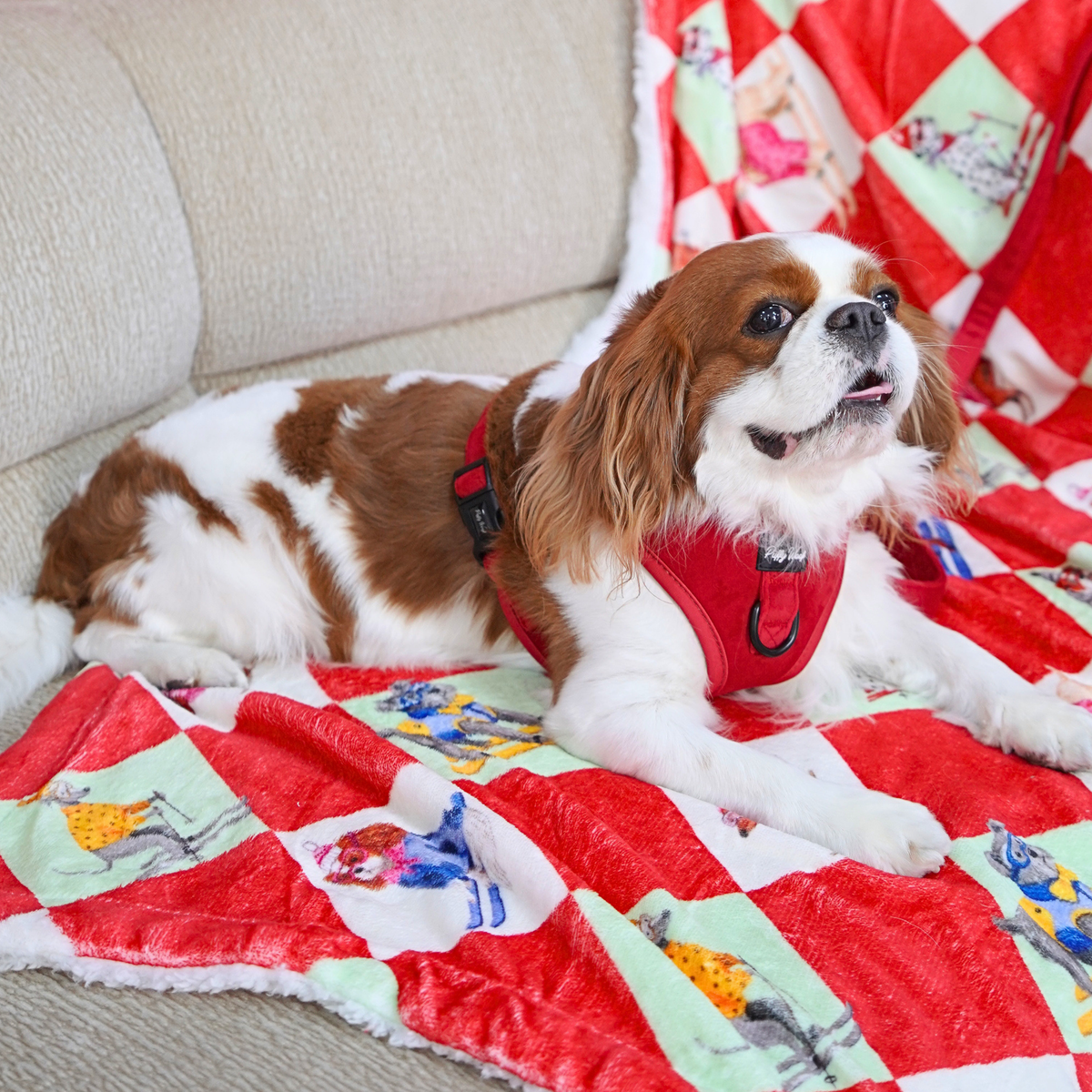 Red Velvet adjustable dog harness styled with matching accessories