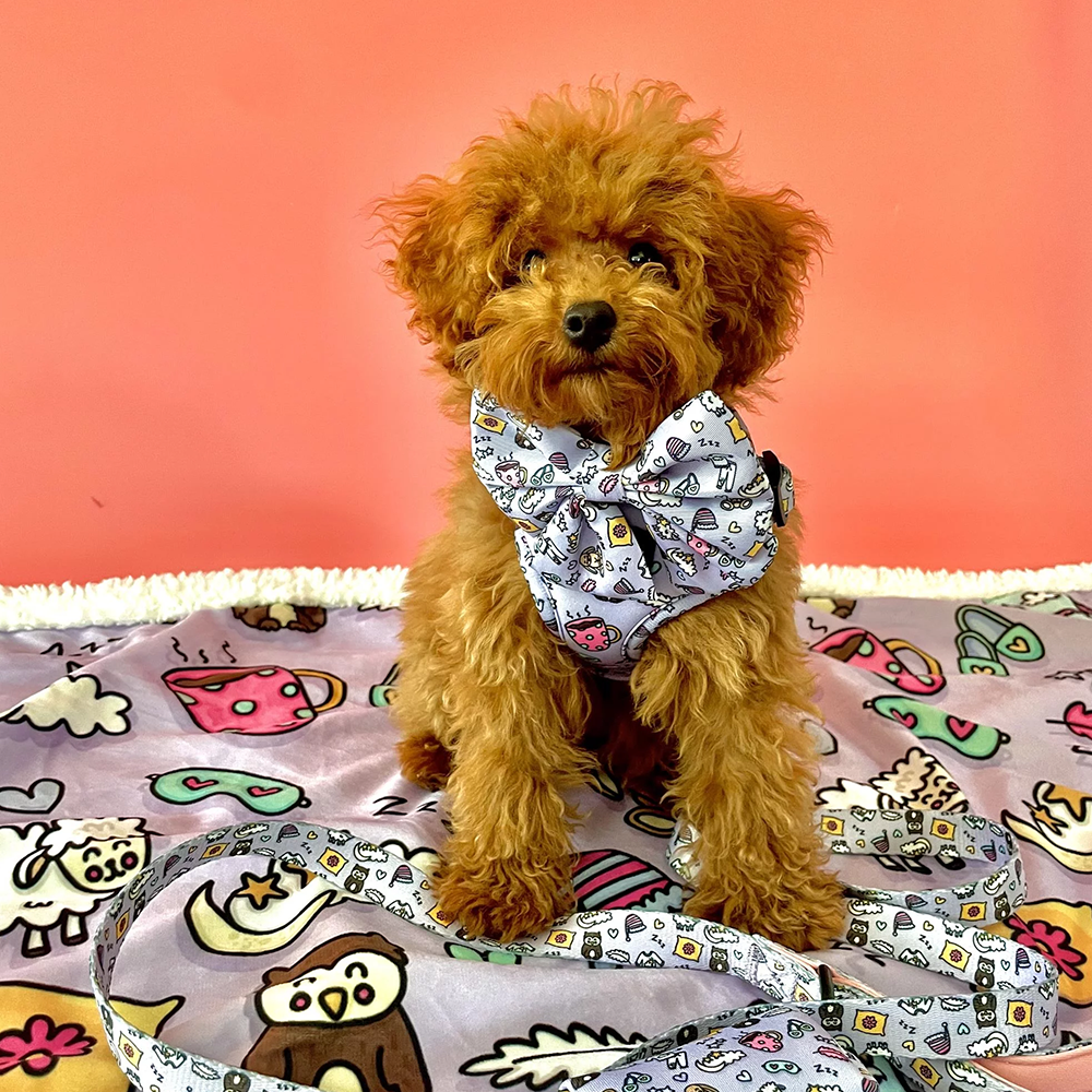 Sweet Dreams Blankie