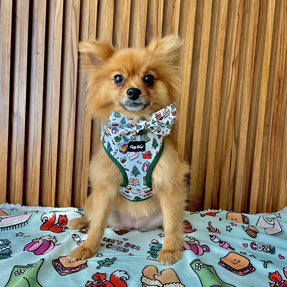 Brownie Gets Cozy Blanket