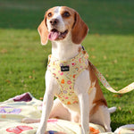 Beagle dog sitting outdoors wearing a secure adjustable dog harness from Chloe Cupcakes collection by Puffy Woof 