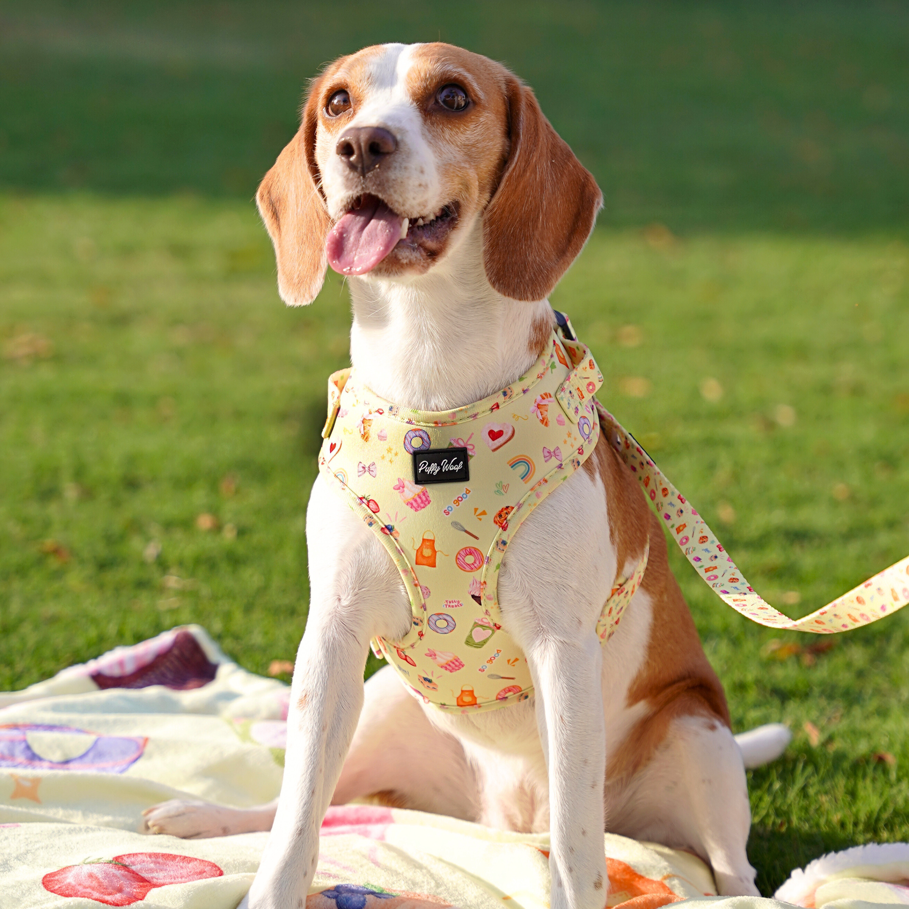 Beagle dog sitting outdoors wearing a secure and breathable dog harness by Puffy Woof Chloe Cupcakes collection