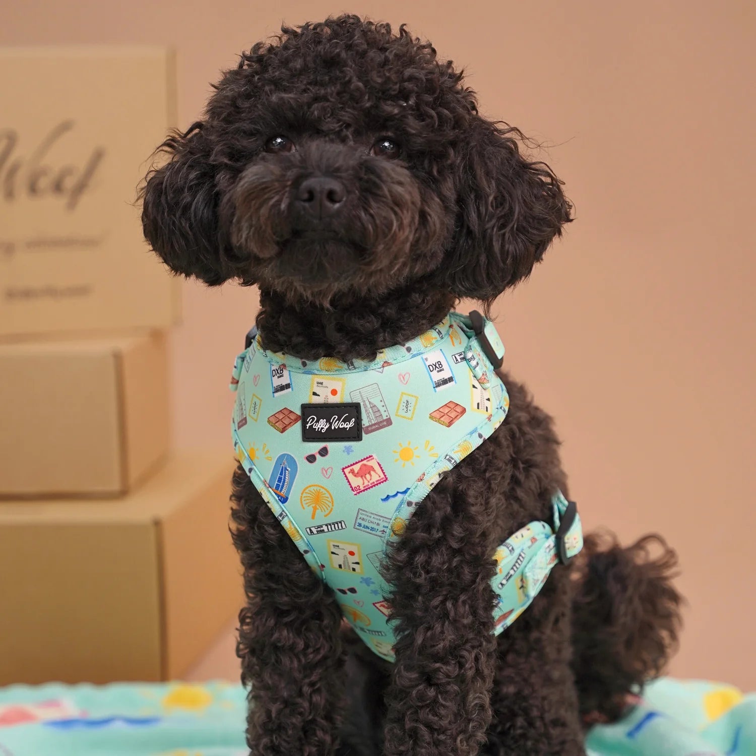 Black poodle wearing a turquoise patterned dog harness with secure fit for small dogs