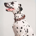 Bling Bling Personalized Dog & Cat Collar – Brown - For Pets in Dubai