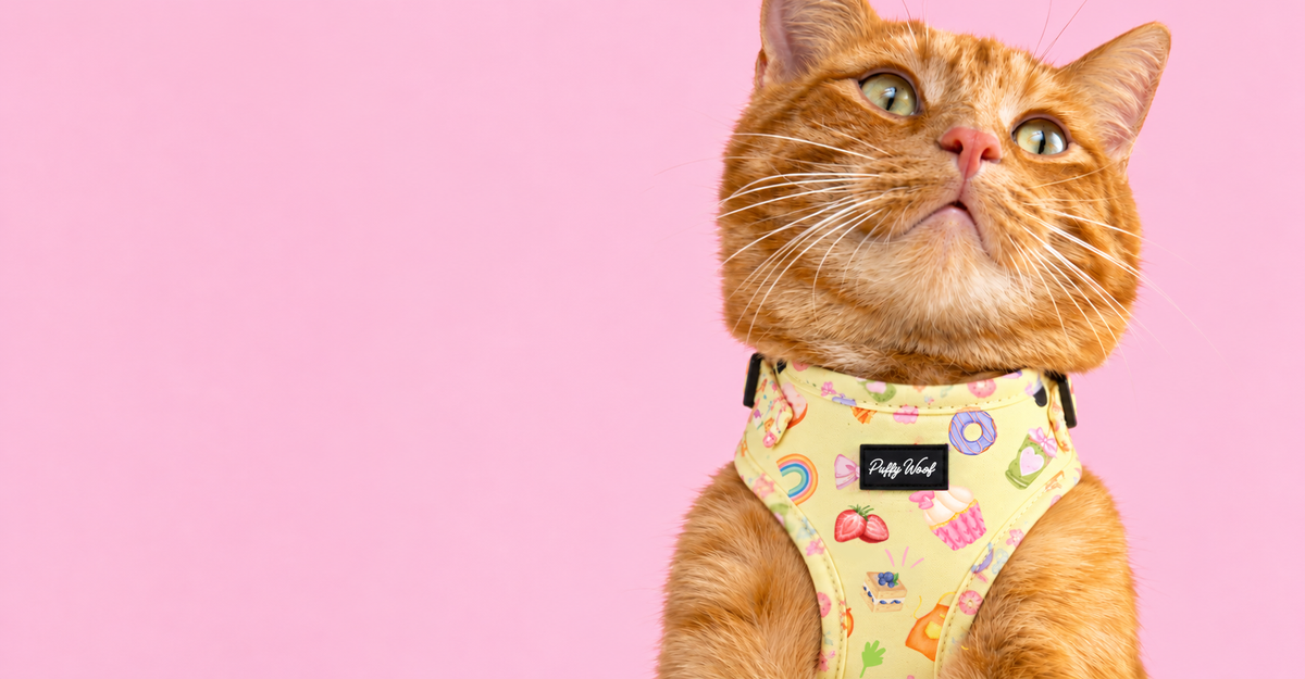 Puffy Woof yellow printed cat harness with colourful dessert patterns, stylish cat accessories in Dubai and UAE