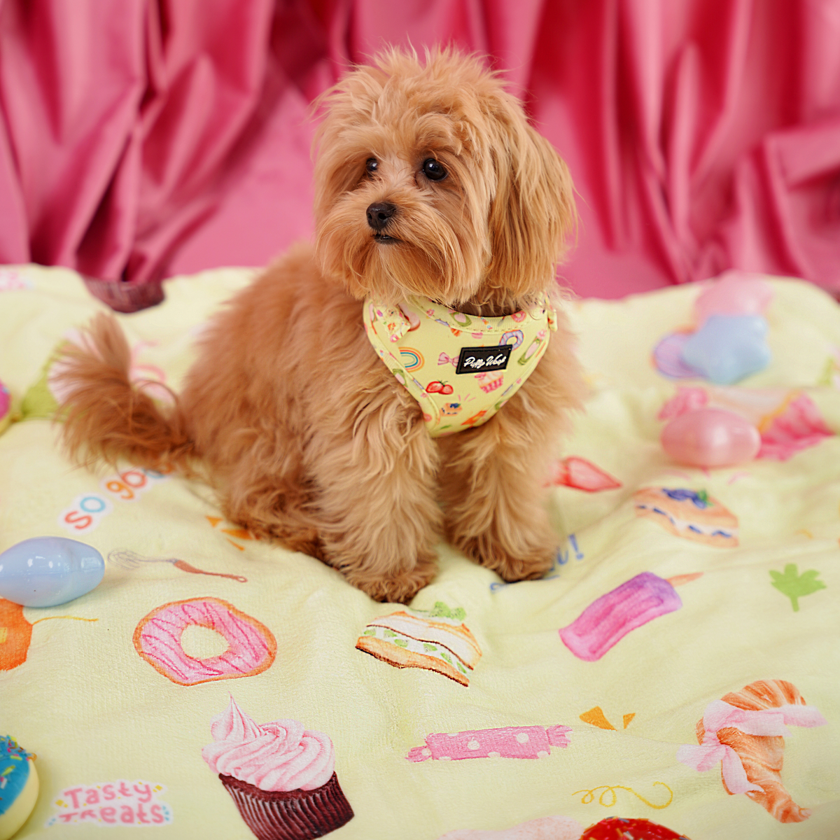 Cute small dog wearing a soft adjustable Puffy Woof harness for comfortable daily walks