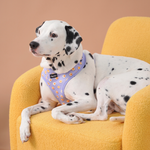 Dalmatian dog wearing Puffy Woof Sunny Side Esco collections harness and sitiing on sofa