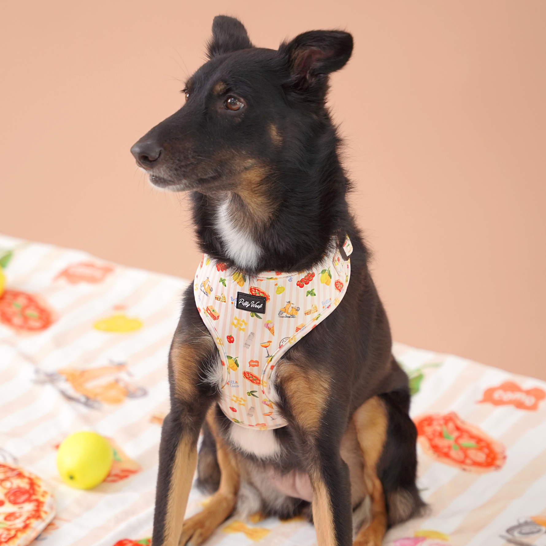 Dog wearing durable adjustable harness by Puffy Woof - secure fit for daily walks in Dubai roads