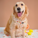 Golden Retriever in Puffy Woof Pablo in Italy collections harness - comfortable walking accessories for pets in UAE
