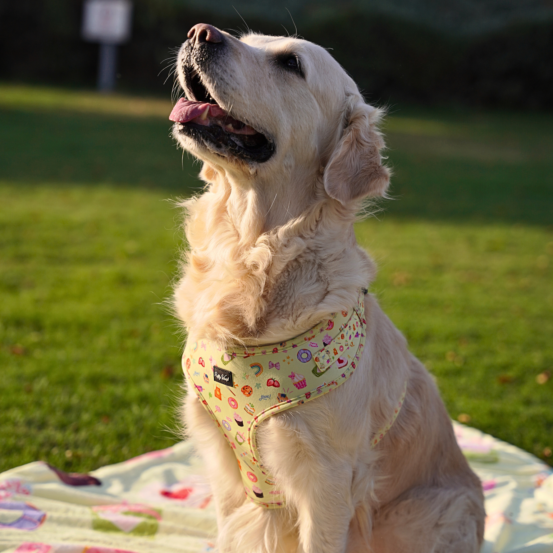 Golden Retriever wearing Puffy Woof Chloe Cupcakes harness