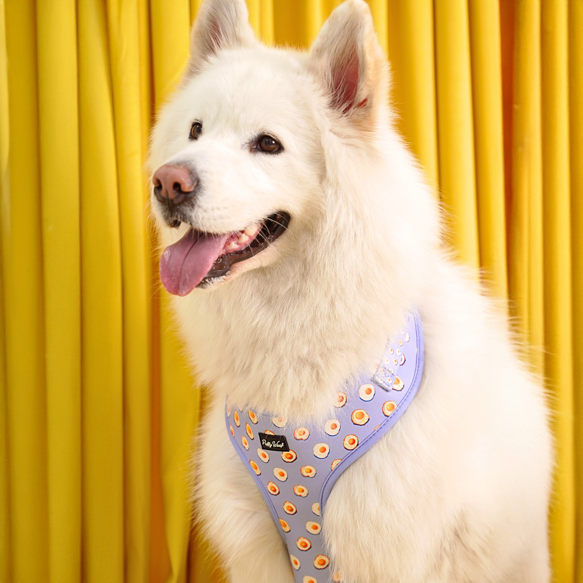 Golden retriever wearing Puffy Woof Sunny Side Esco collections harness