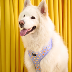 Golden retriever wearing Puffy Woof Sunny Side Esco collections harness