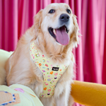 Golden retriever wearing a high-quality Puffy Woof Chloe Cupcakes dog harness for large breed comfort and control