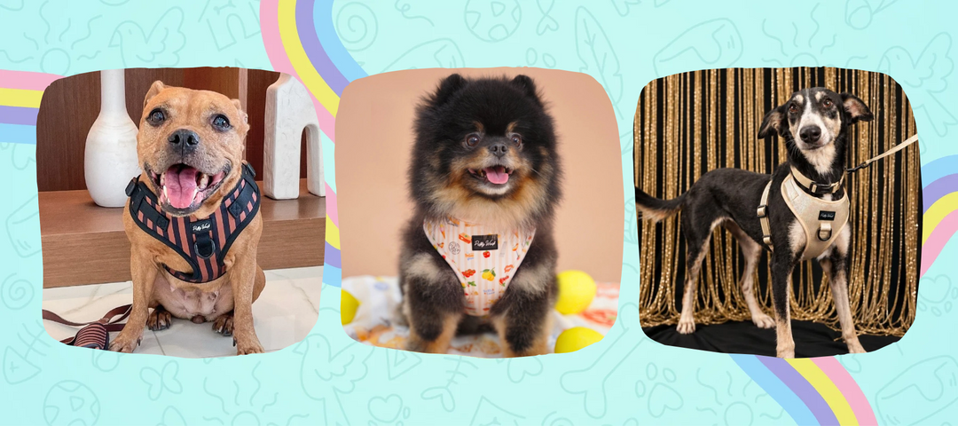 Puffy Woof premium dog harnesses and printed bandanas for stylish dogs in Dubai and across the UAE