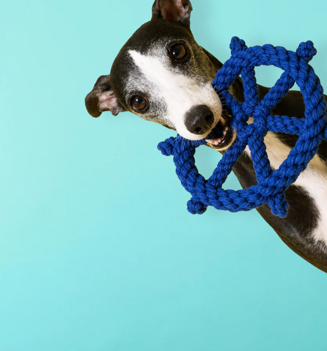 Dog playing with a blue rope toy, premium dog toys in Dubai and UAE | Puffy Woof