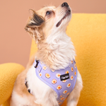 Puppy wearing Puffy Woof Sunny Side Esco collections harness with secure fit for outdoor walking