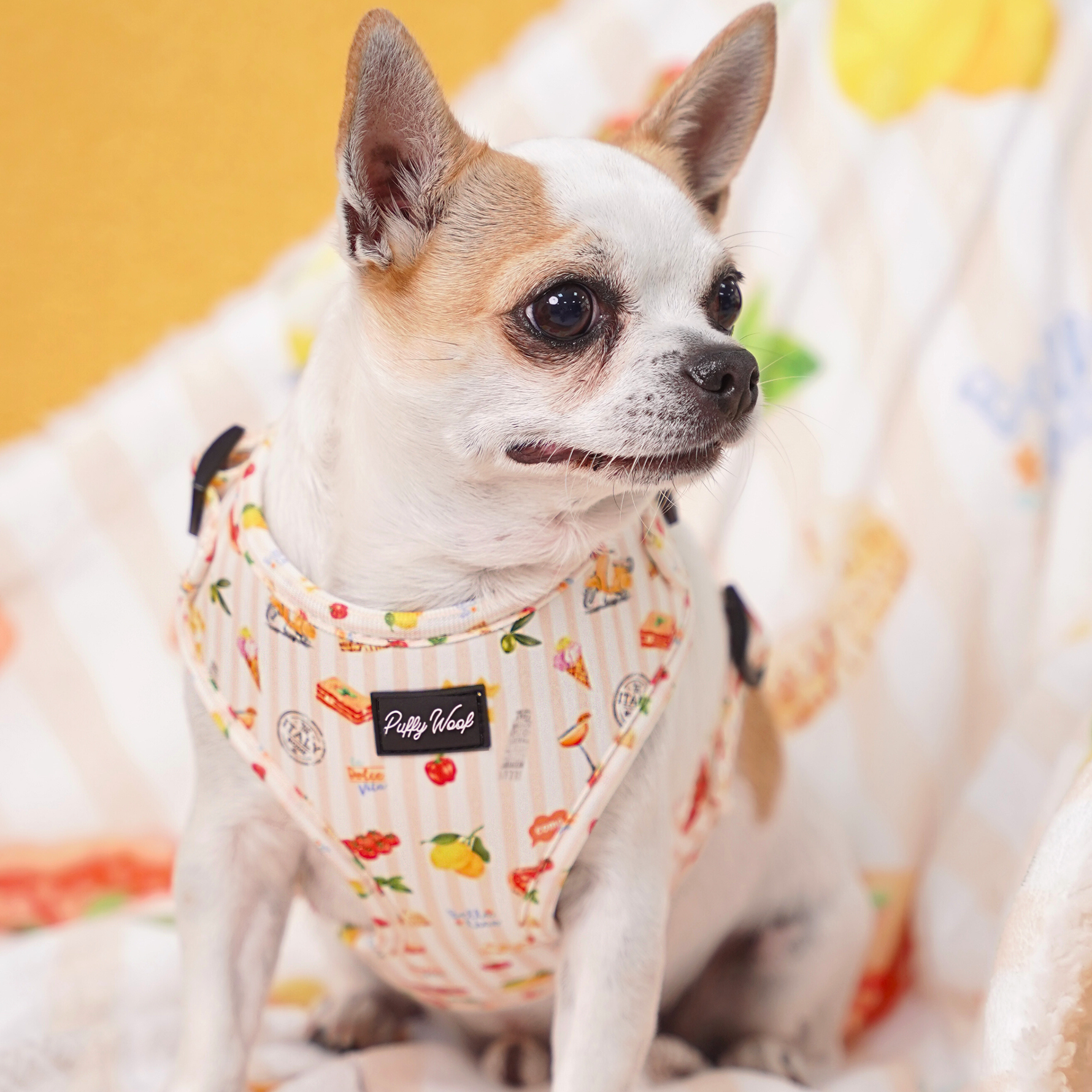 Small dog in cute printed harness from Puffy Woof Pablo in Italy collections harness - lightweight and adjustable pet harness in dubai