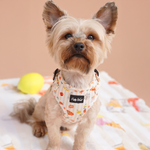Small dog wearing Puffy Woof Pablo in Italy collections harness - soft and comfortable pet walking gear
