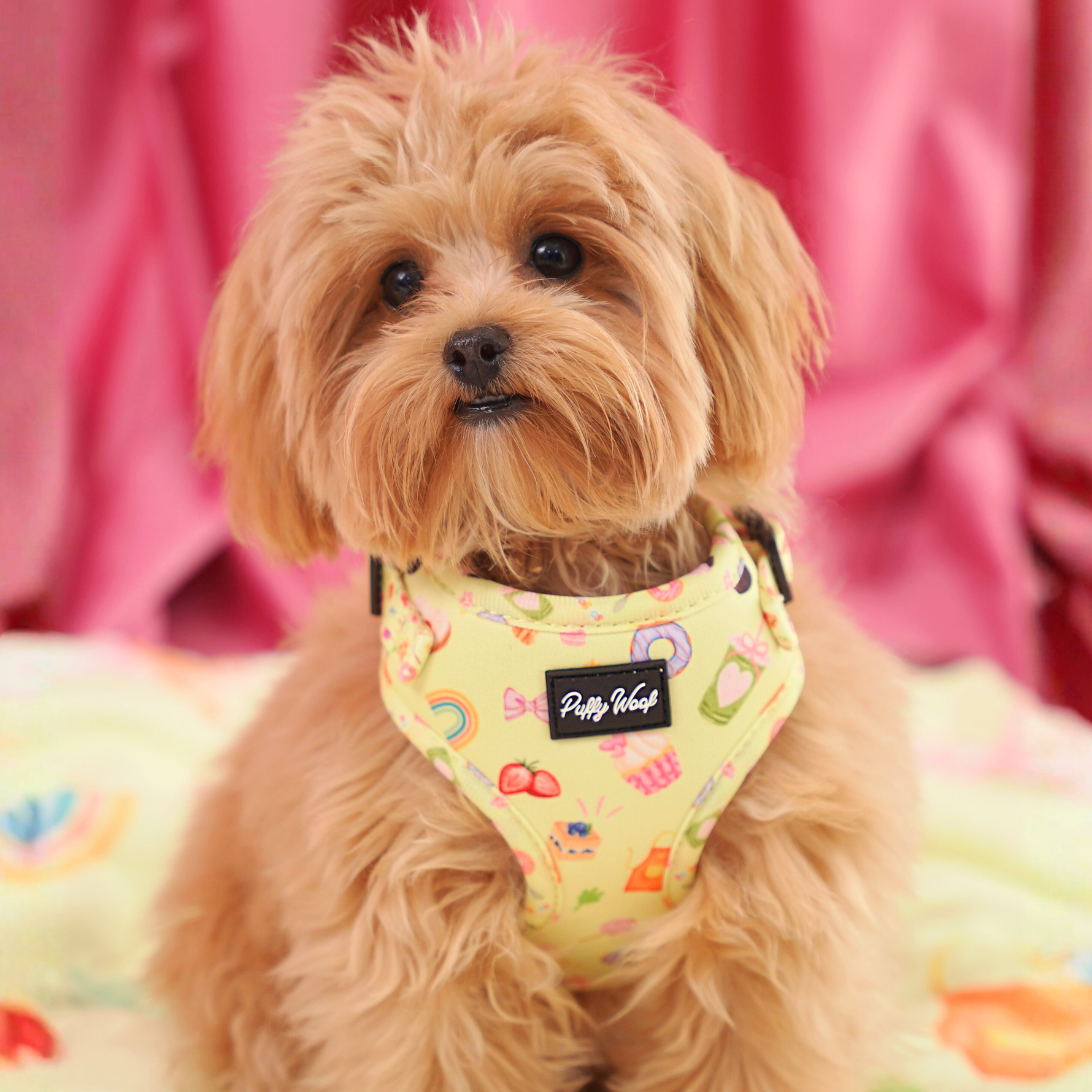 Small dog wearing a cute designer dog harness for daily use