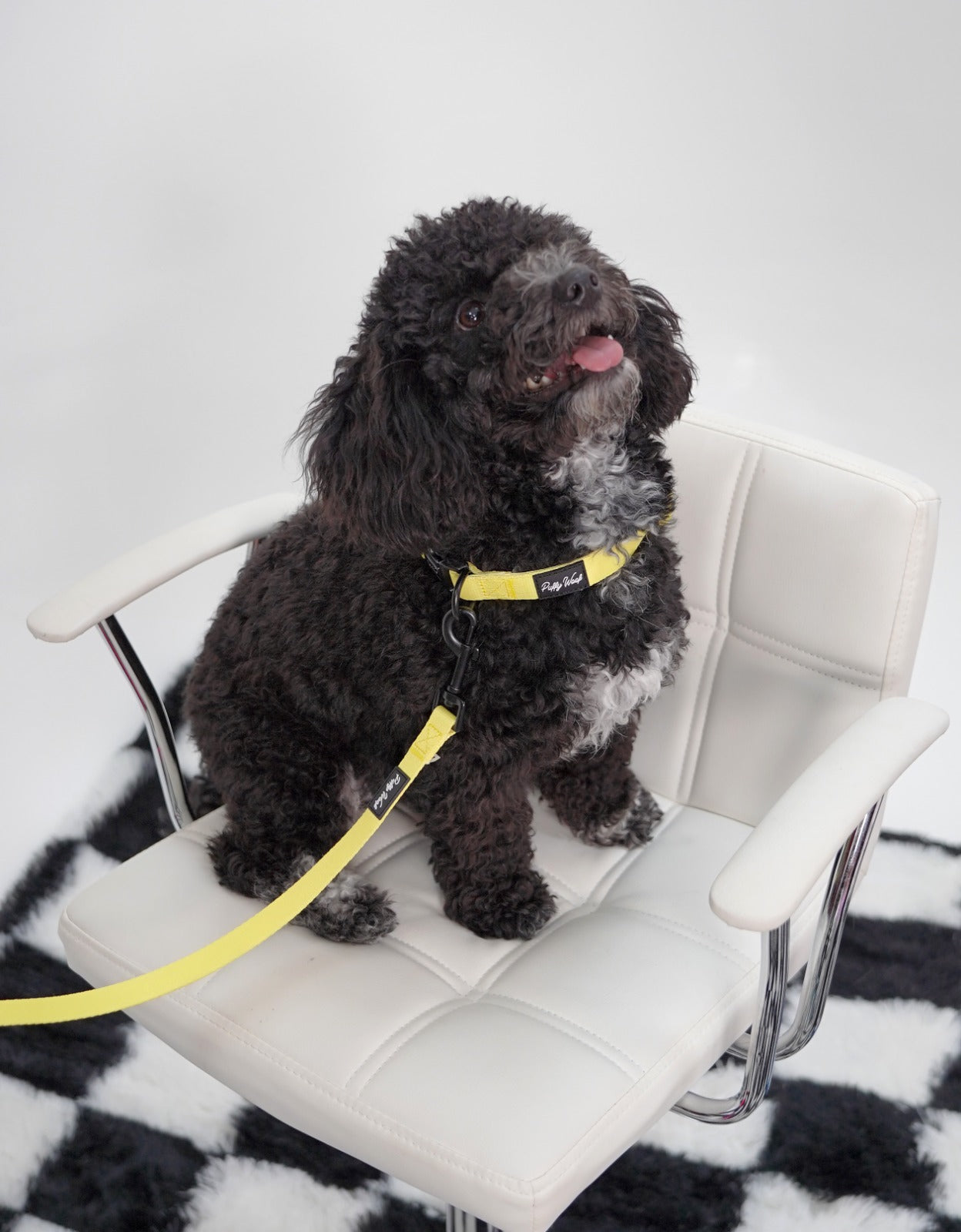 Lemon Yellow Adjustable Collar
